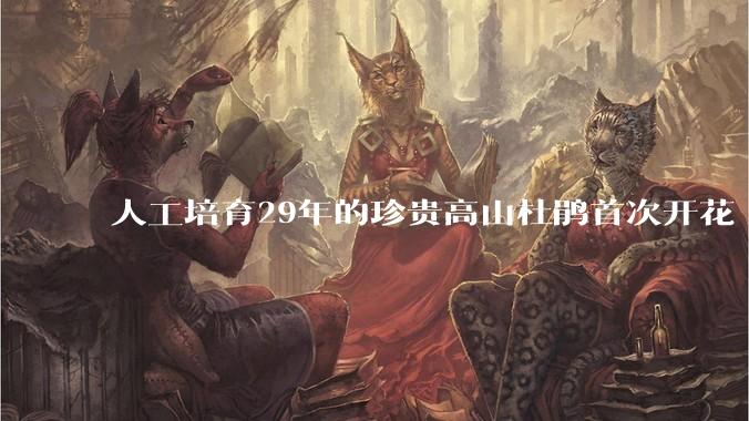 人工培育29年的珍贵高山杜鹃首次开花