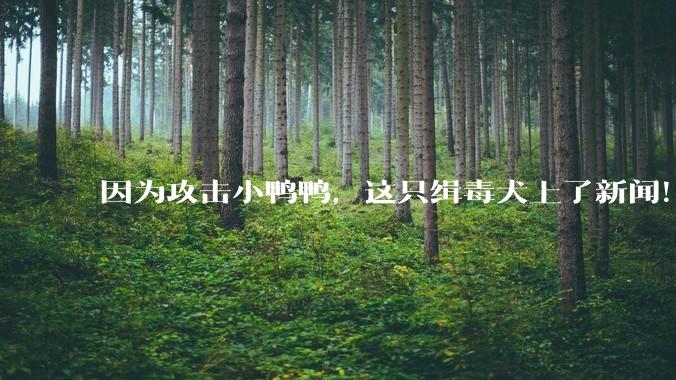 因为攻击小鸭鸭，这只缉毒犬上了新闻！_狗狗_高院_com